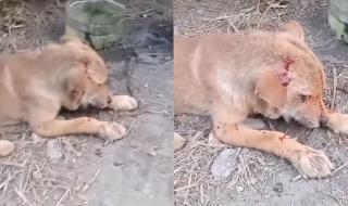 五步蛇毒液 五步蛇毒液